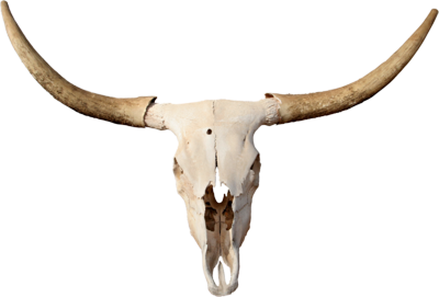 Madden_Longhorn_Skull.png