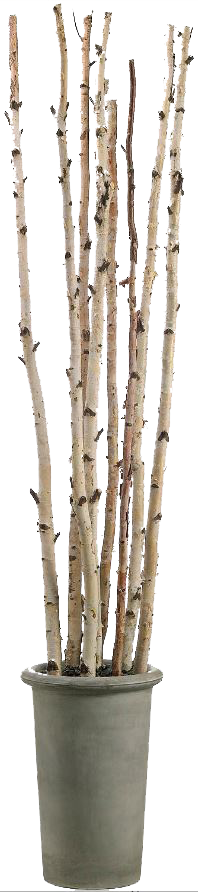 Potted_Aspen_Branches.png