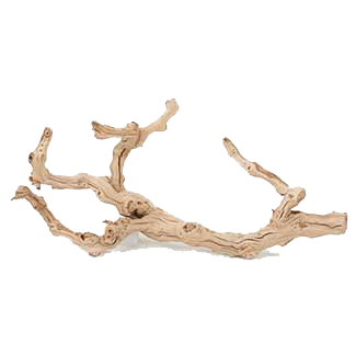 Grapevine Root.png