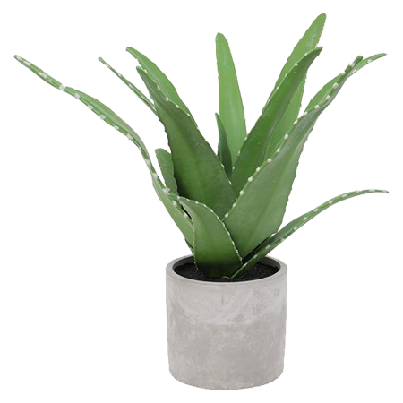 Aloe.png