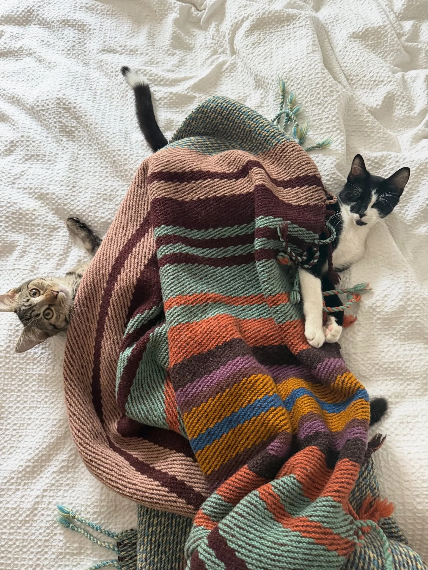 Alright I&rsquo;ve got some kitties on their first ever snow day content and some big *almost/it&rsquo;s in the works* news! 

 ✨✨✨✨✨✨✨✨✨✨✨

I&rsquo;ve been on the search for a new weaving studio for us to come together to connect, to teach, to weave