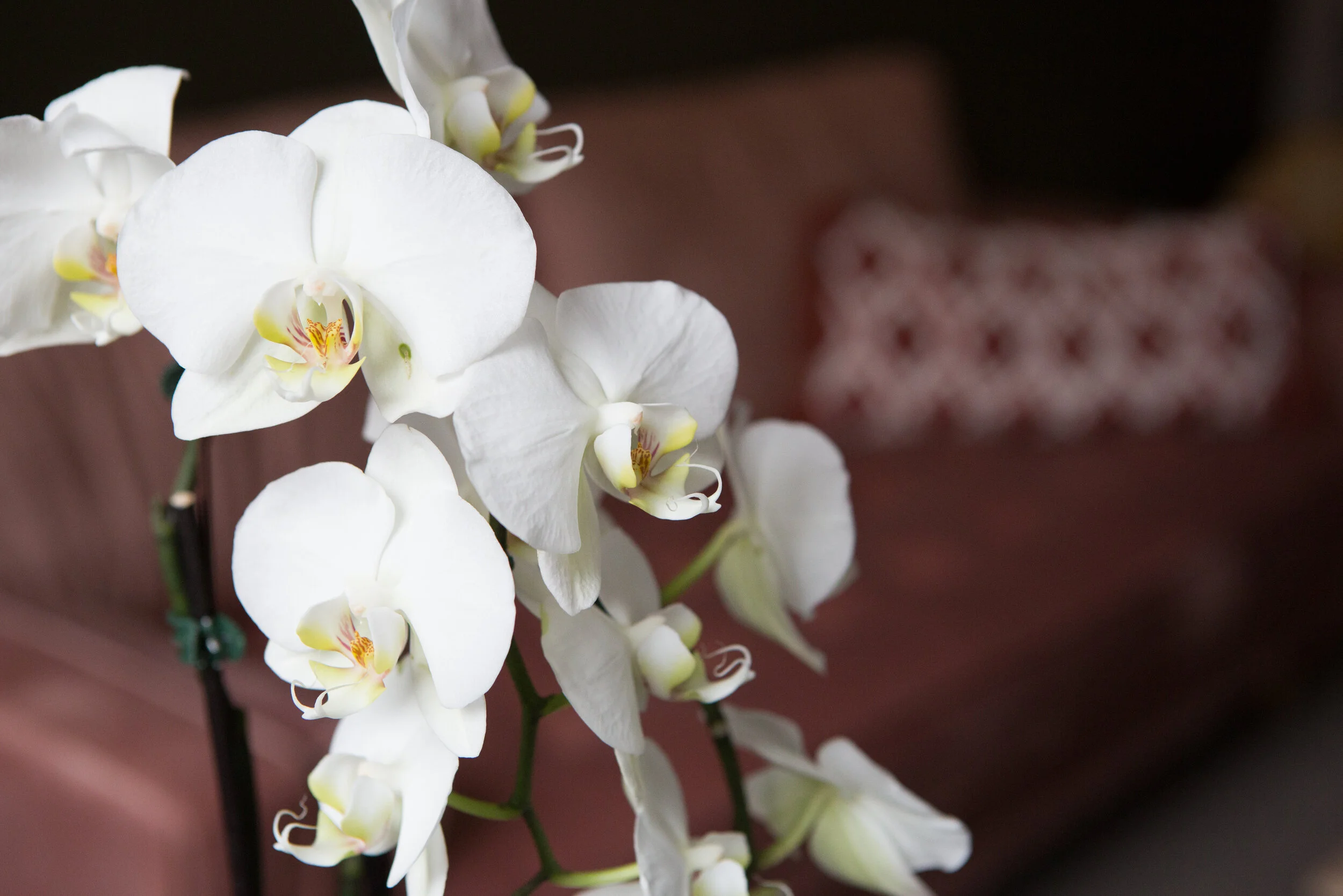 OrchidImage.jpg