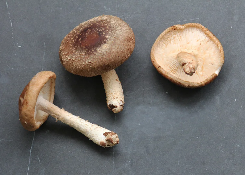 SFC_mushrooms_shiitake.jpg