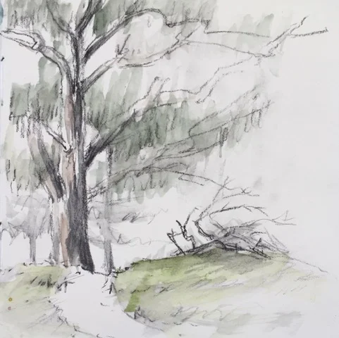 Golden Gate Park, Eucalyptus