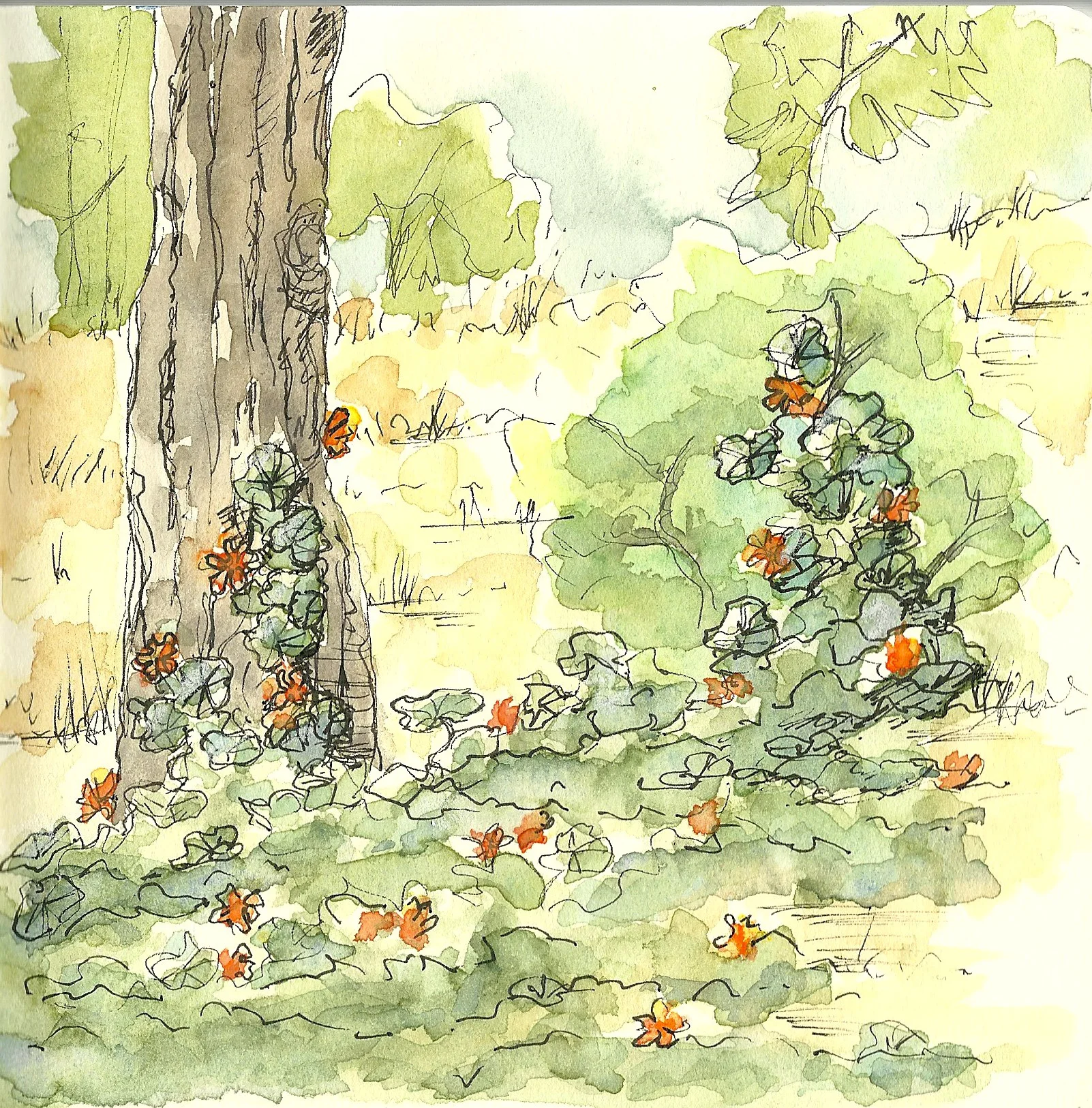 Golden Gate Park, Weeds (nasturtium)
