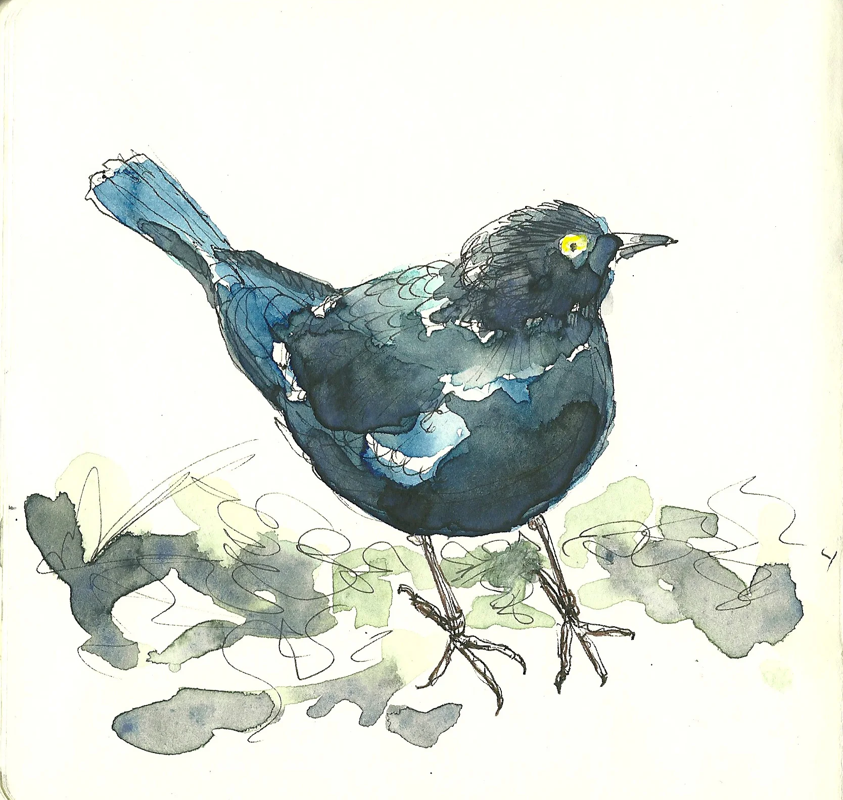 Golden Gate Park, Brewer's Blackbird