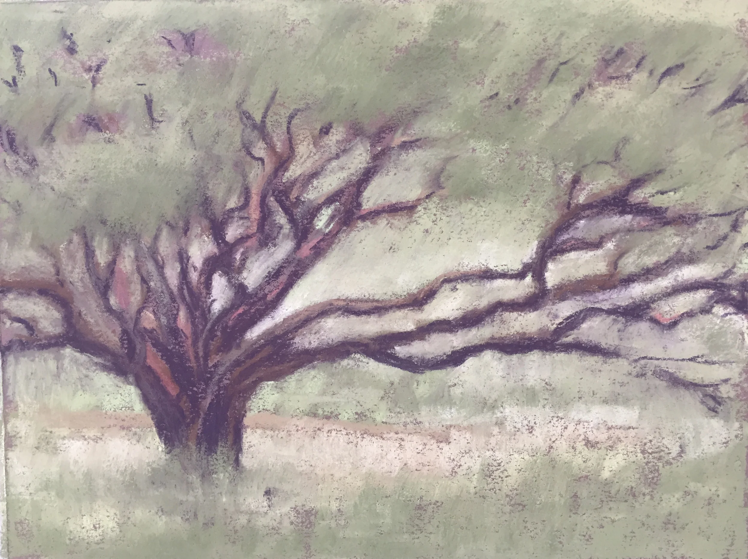 Manzanita