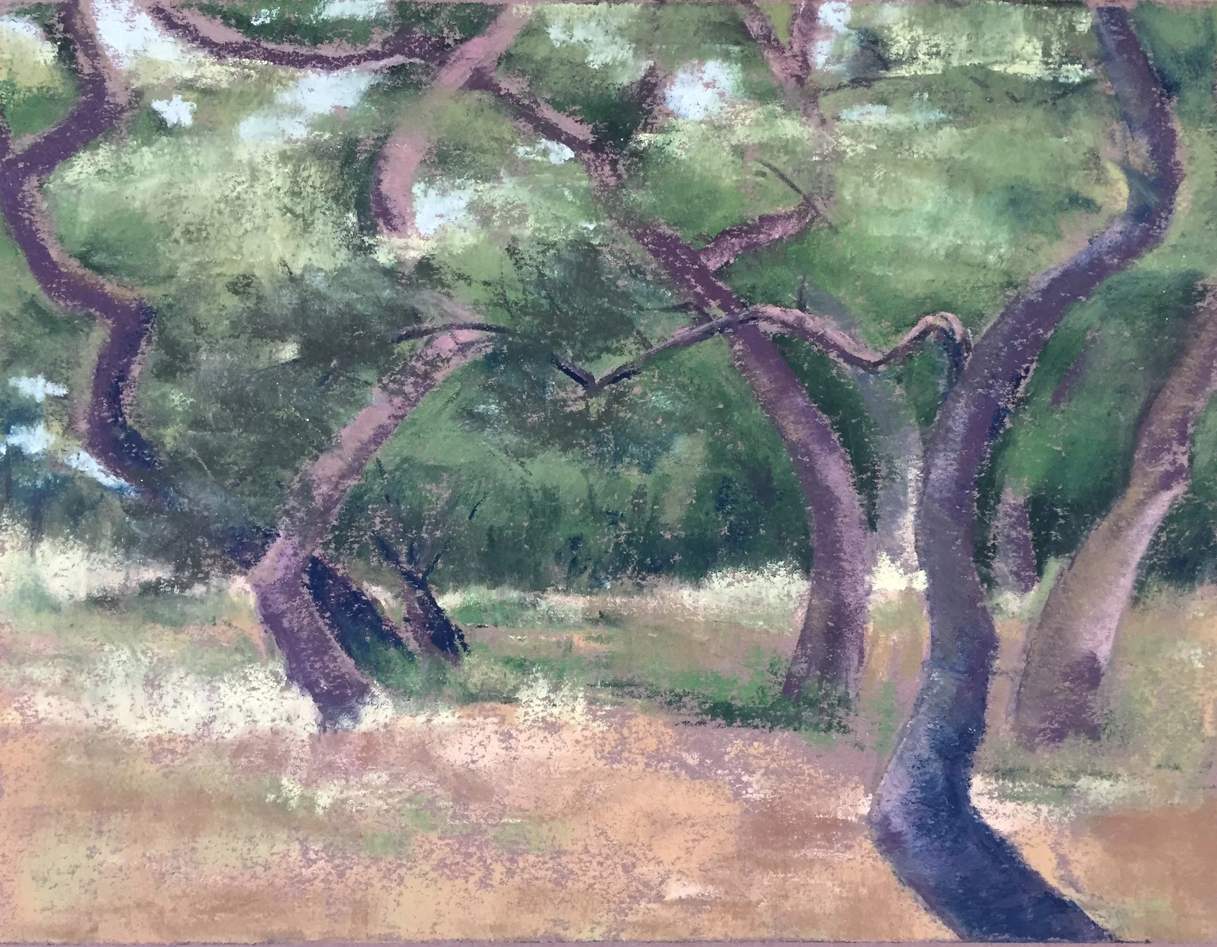 Oaks