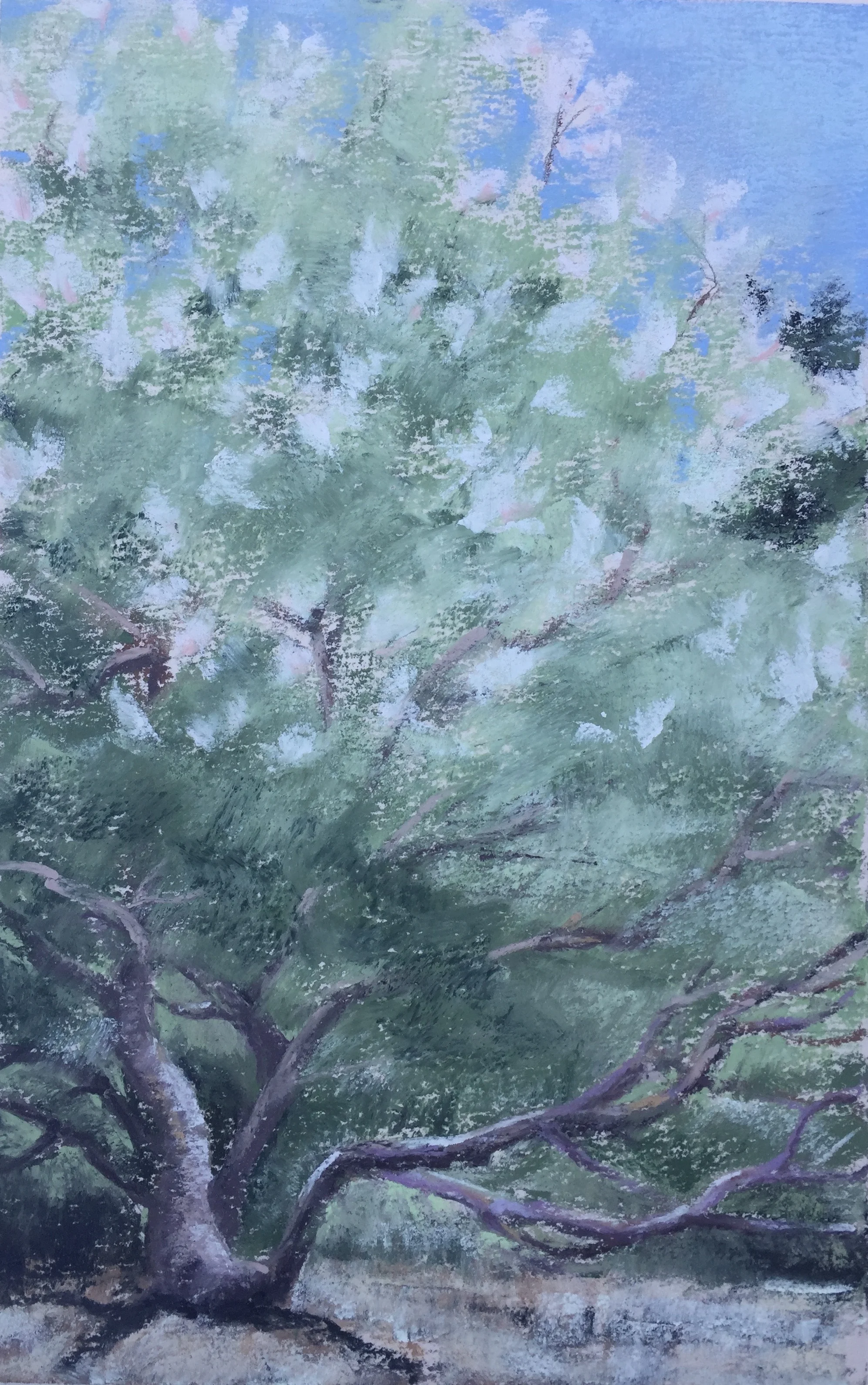 Early Summer, CA Garden (SOLD)