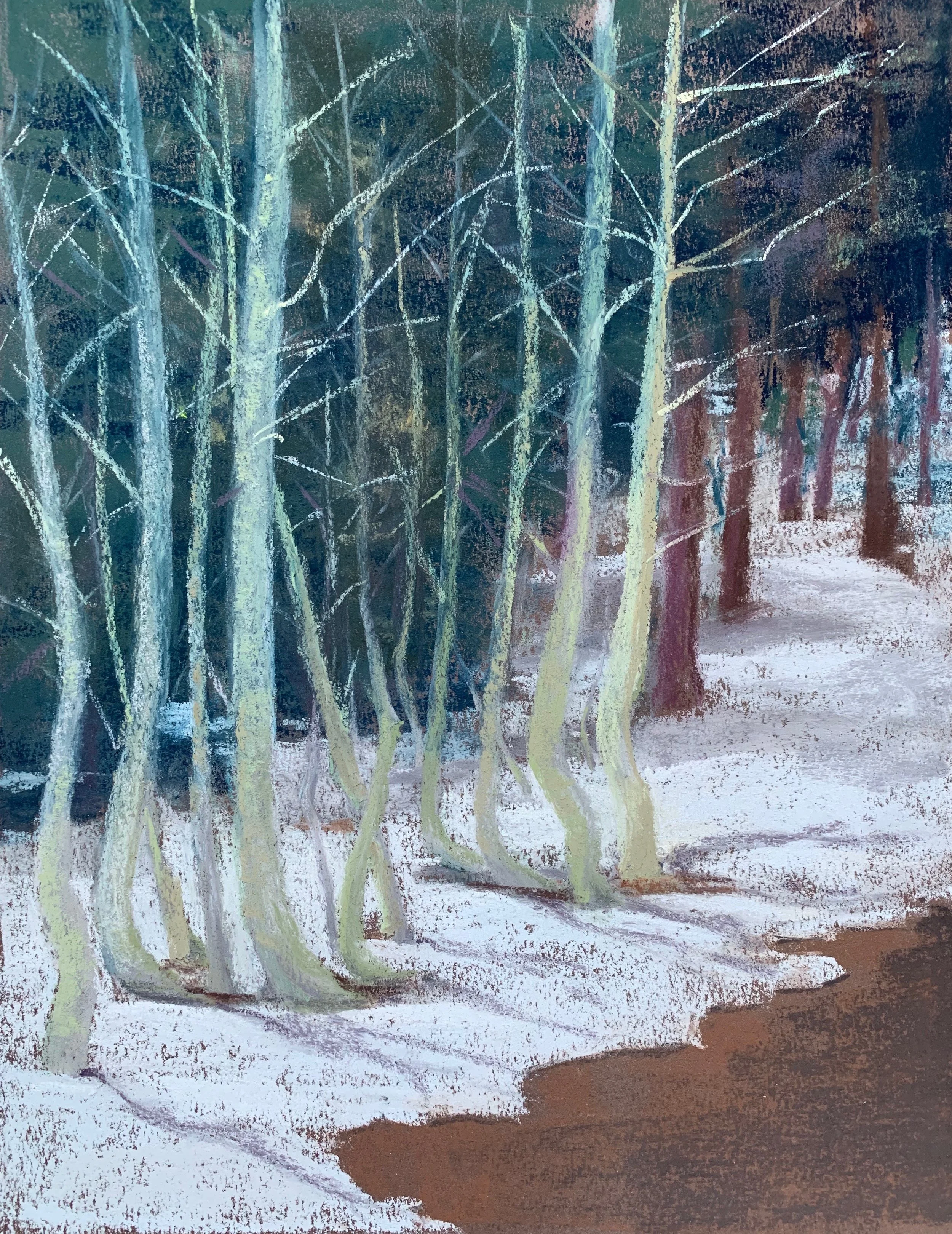 Aspens in Snow