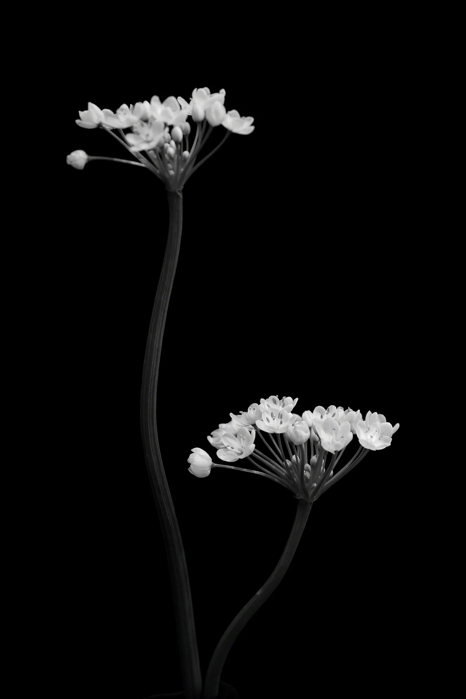 Alium