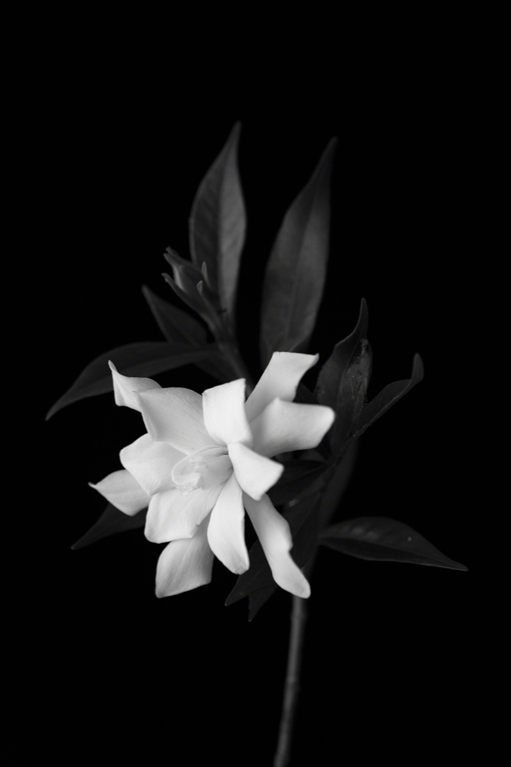 Gardenia #10