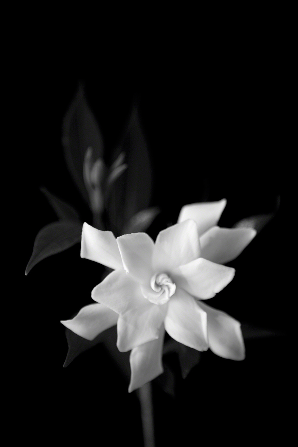 Gardenia #38