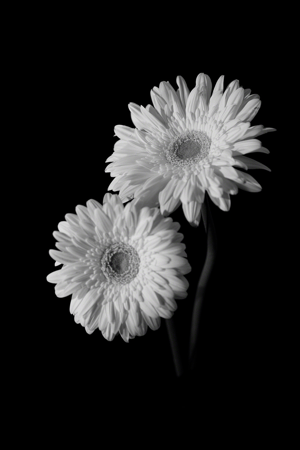 Gerbera 4, #3