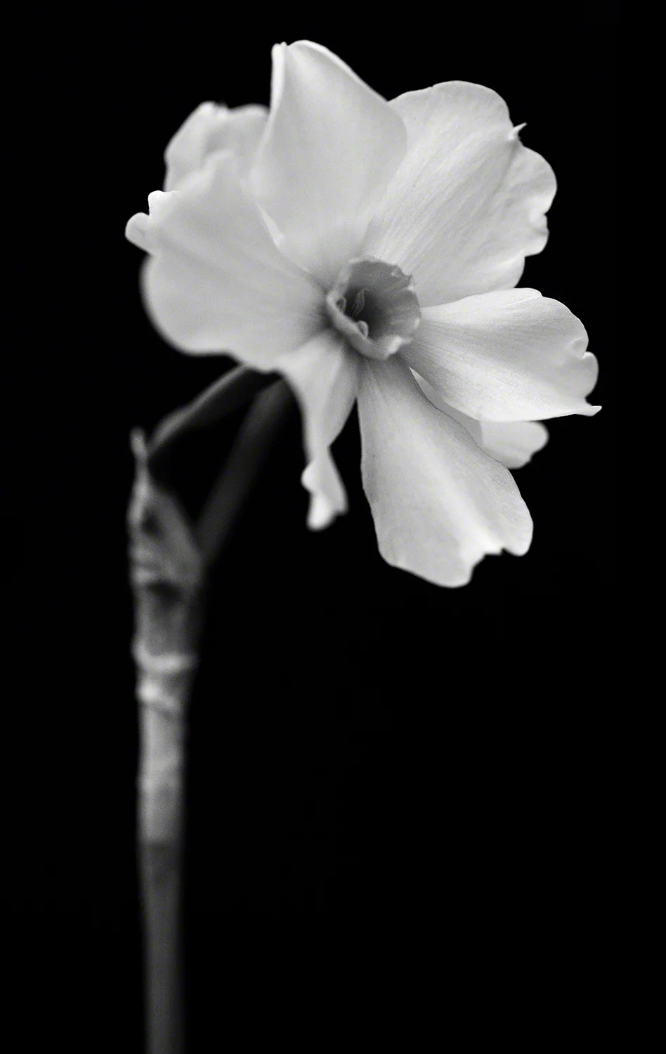 Narcissus
