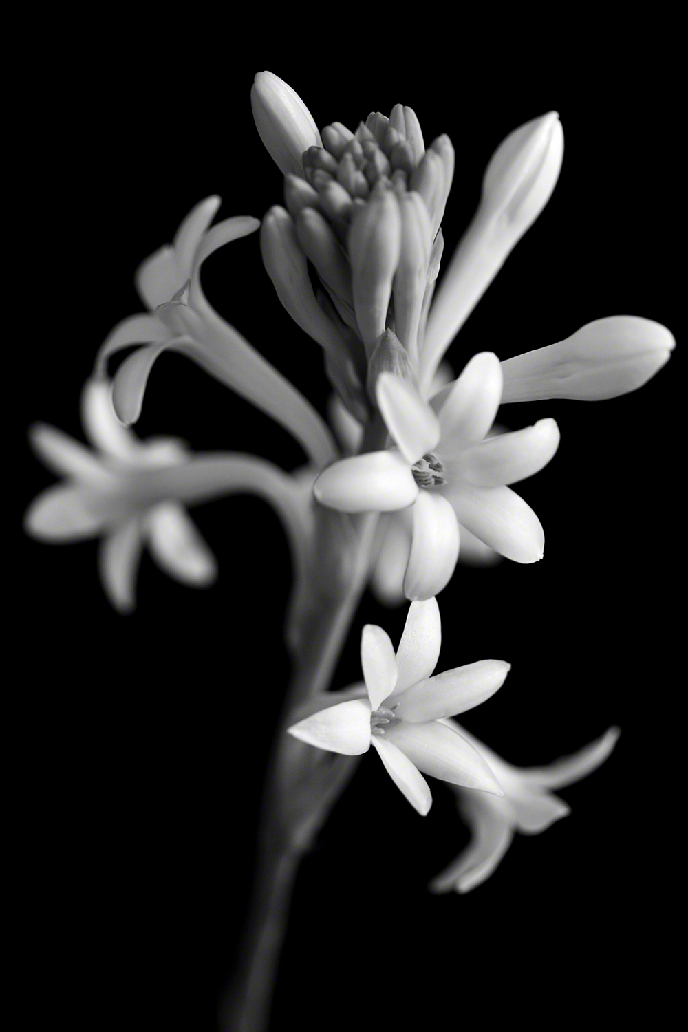 Tuberose