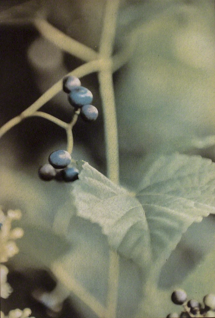 Porcelain Vine