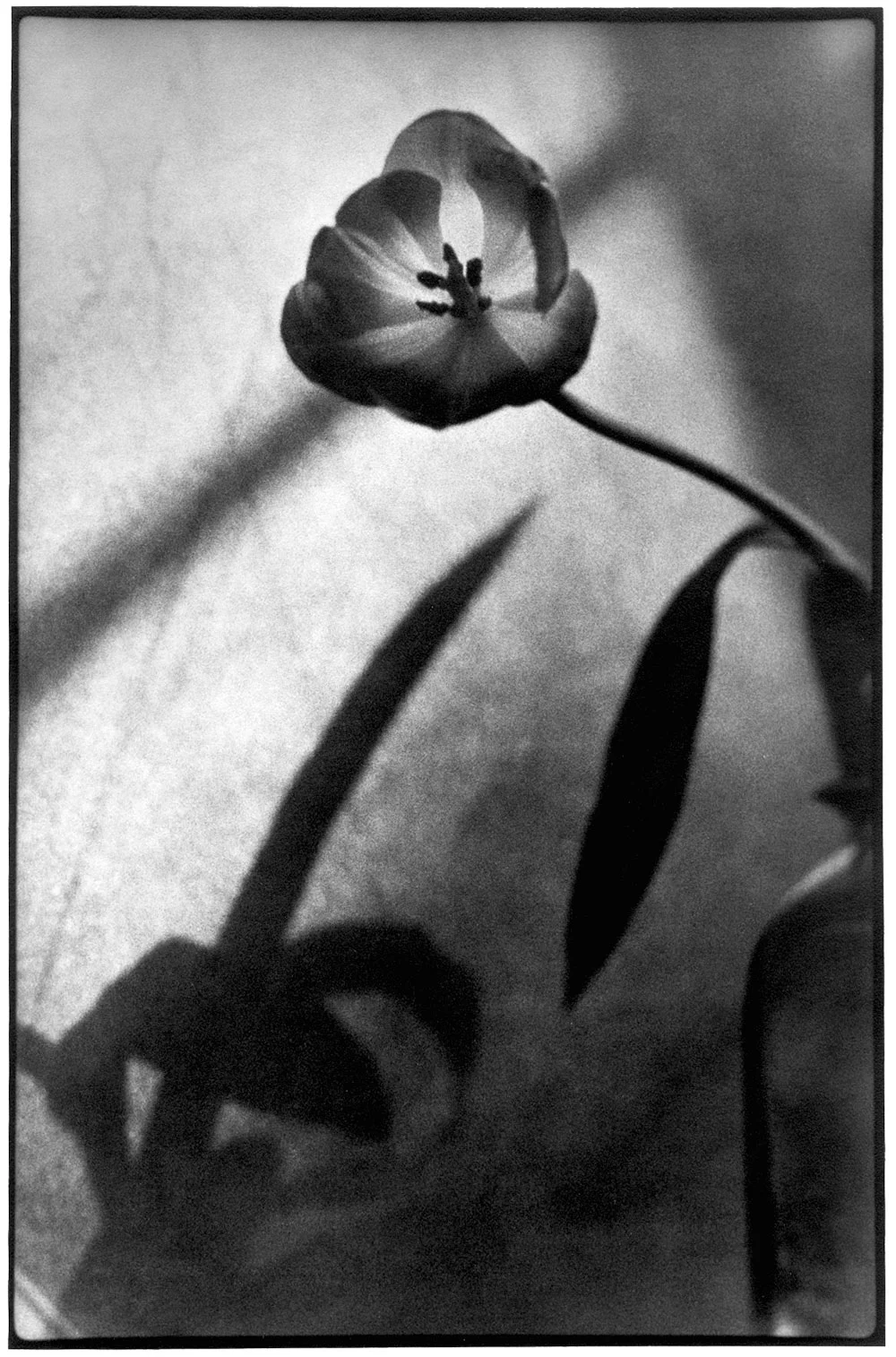 Tulip With Shadow