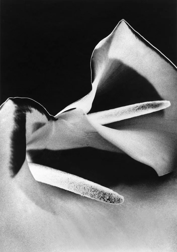 Two Lilies