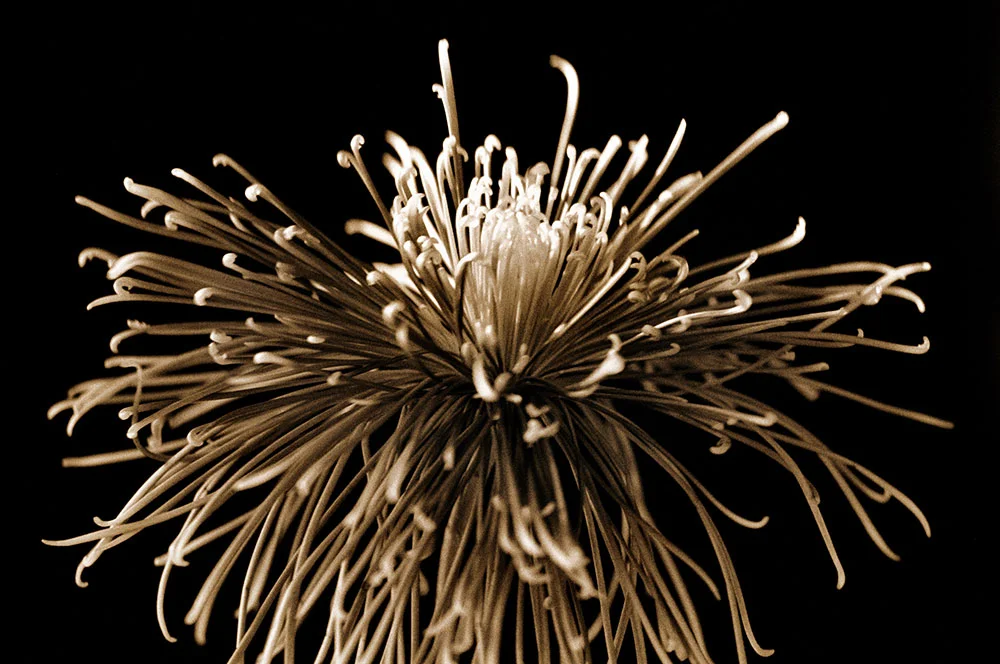 Fuji Mum