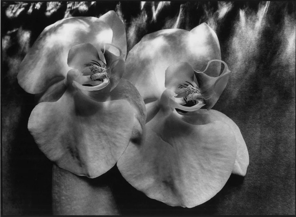 Orchids