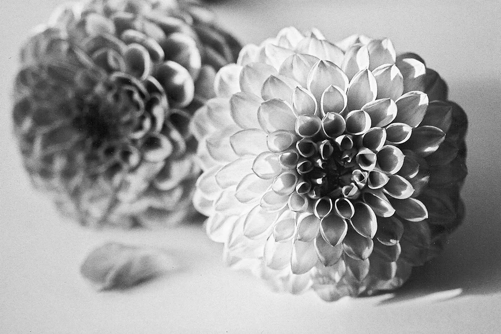 Dahlias