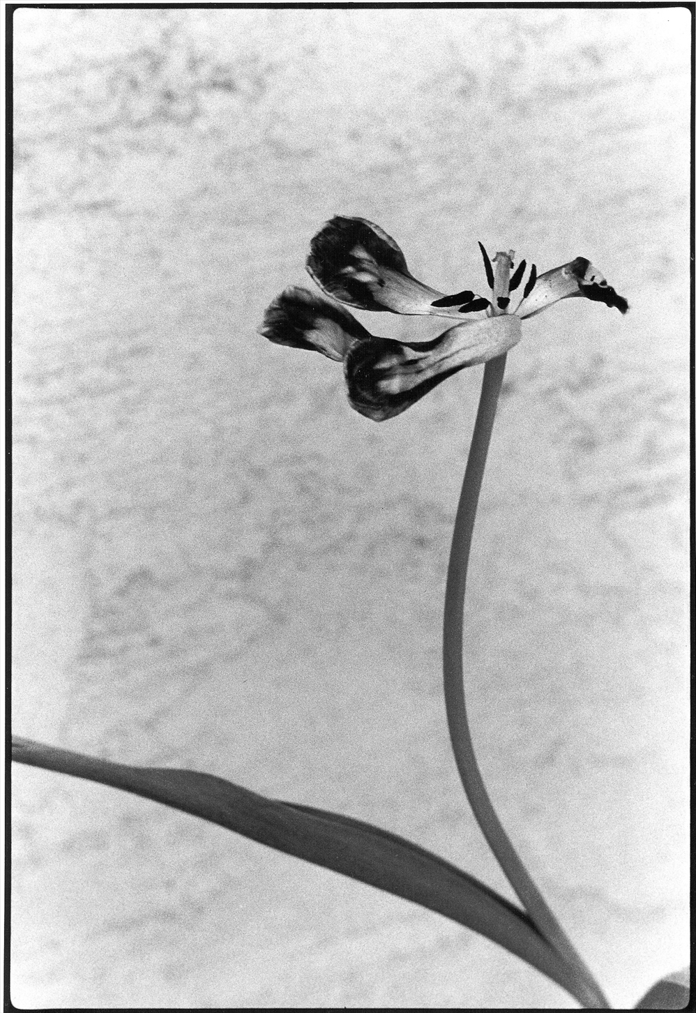 Tango Tulip Two