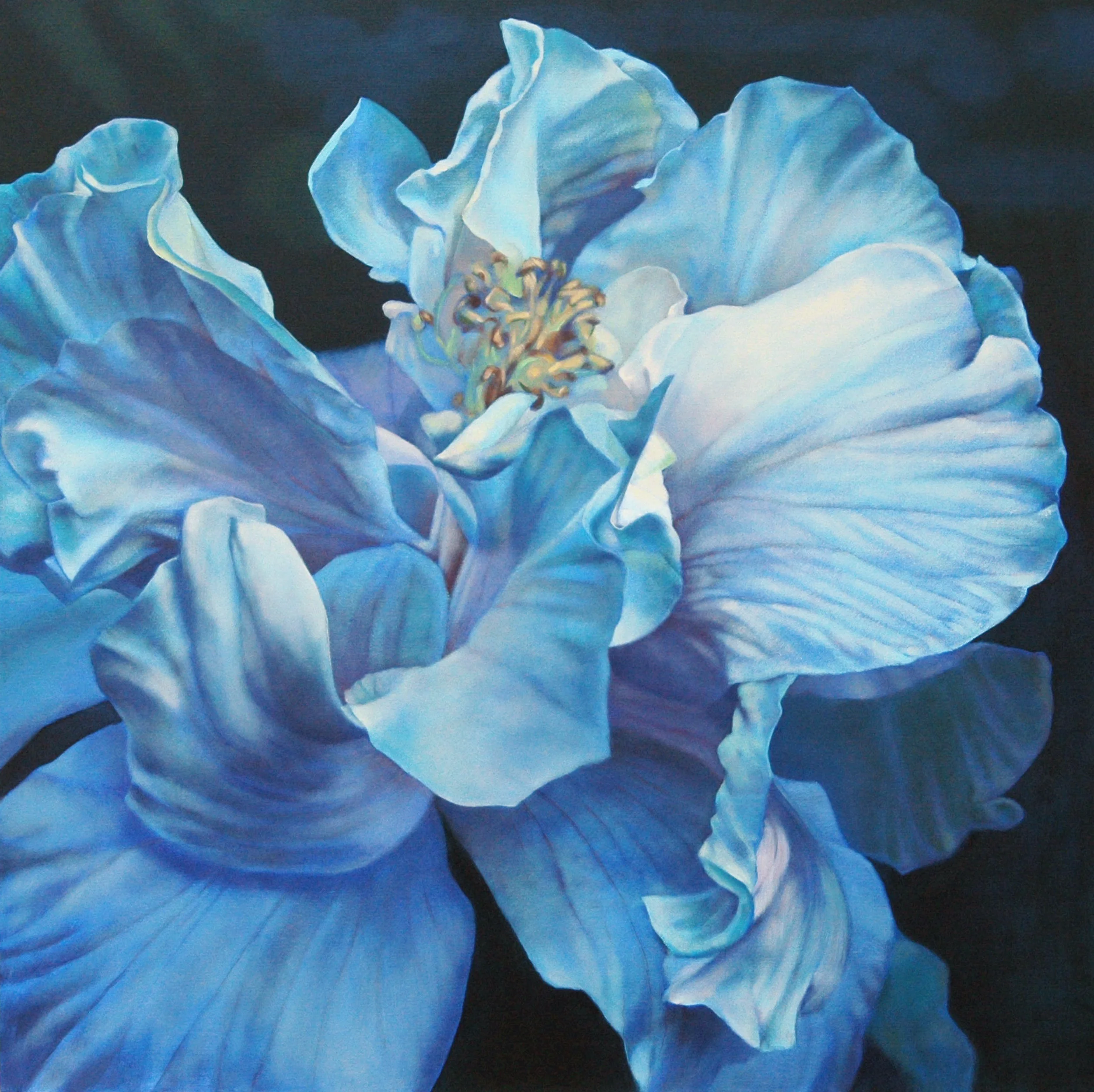 Iris