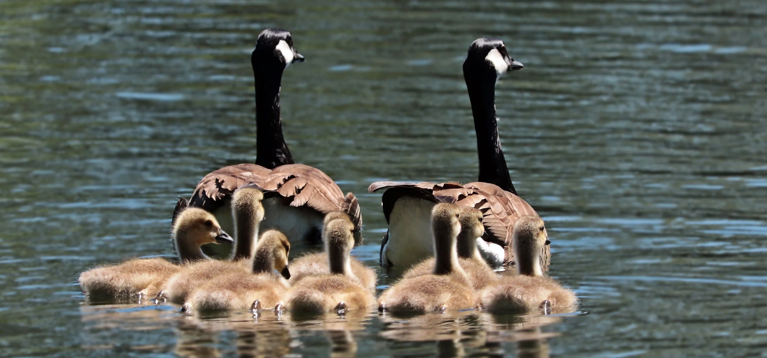 Creating Principle-Centered Family
