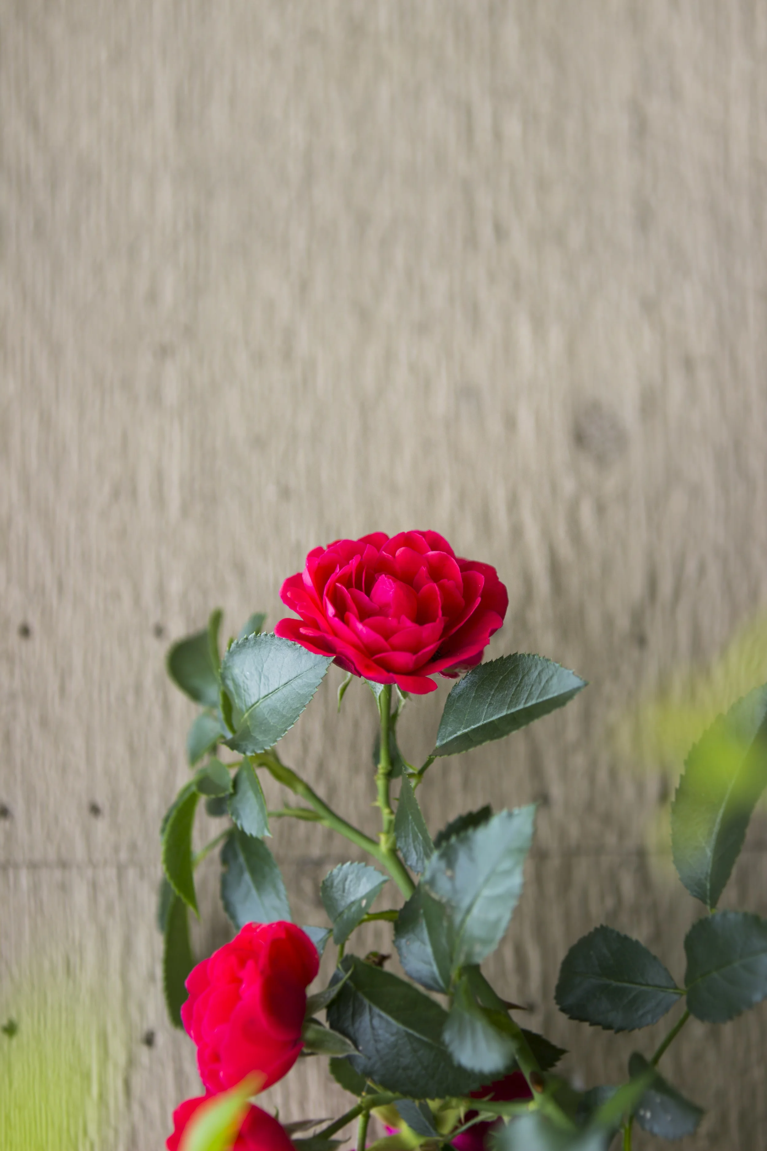HG_Burling_Freelance_ALU_PlantPhotography1_48.jpg