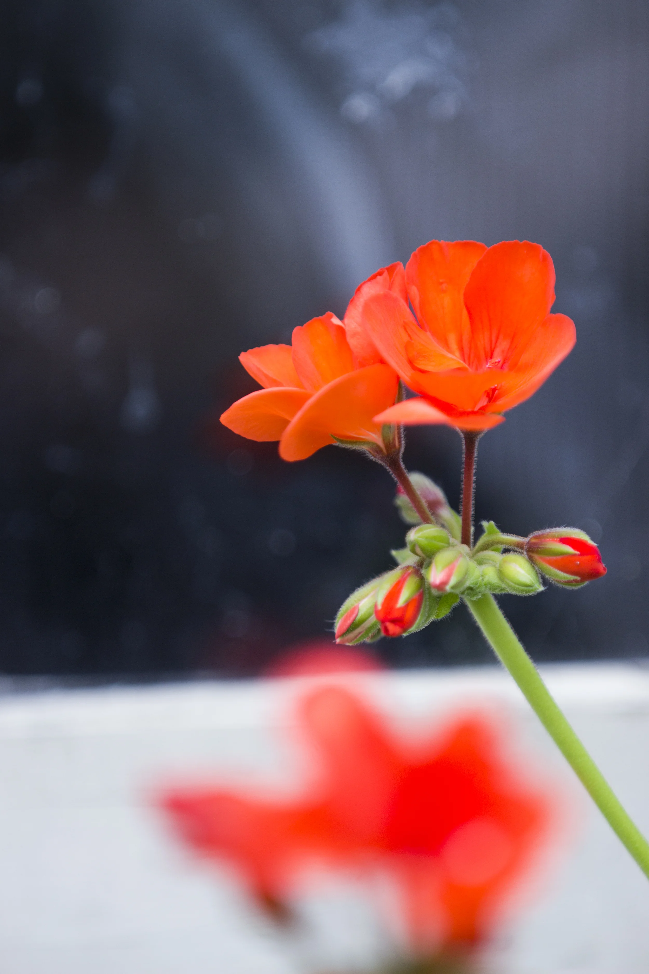 HG_Burling_Freelance_ALU_PlantPhotography1_49.jpg