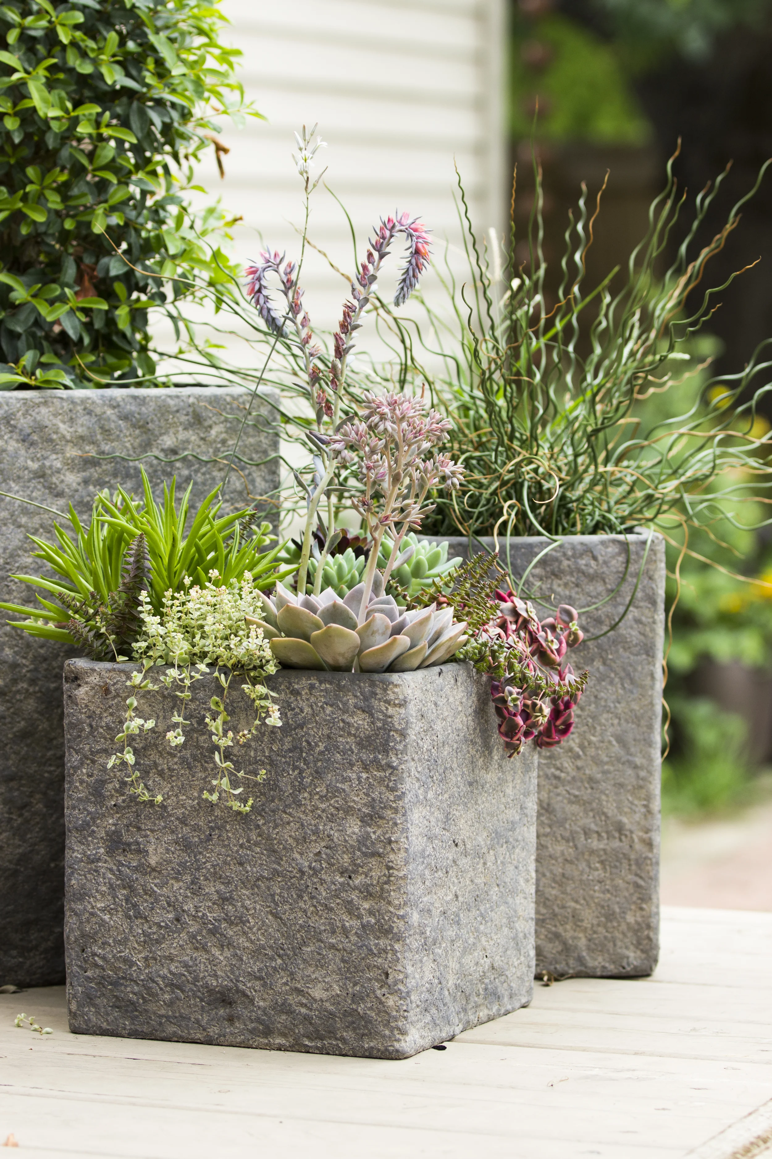 HG_Burling_Freelance_ALU_PlantPhotography1_37.jpg