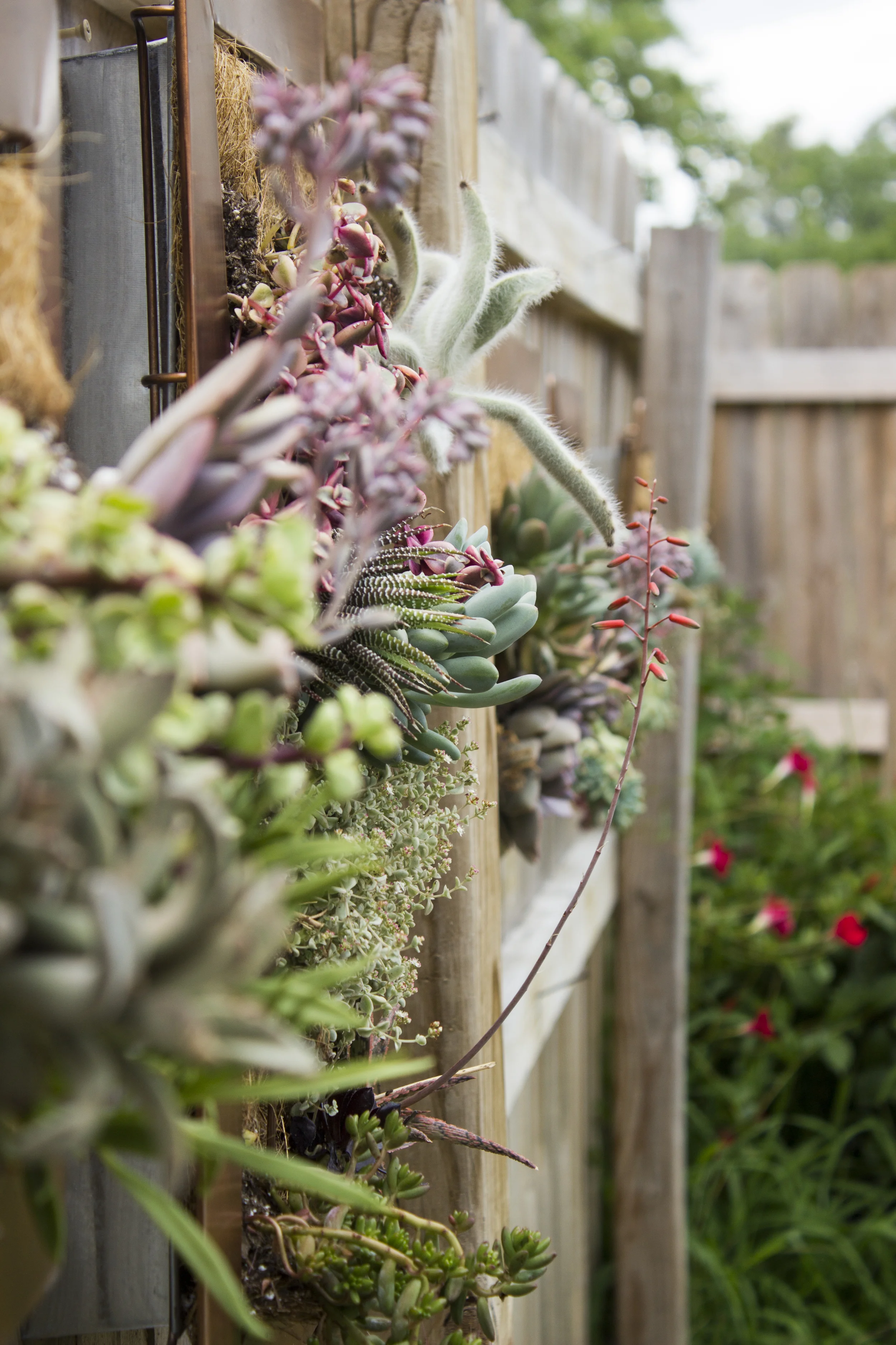 HG_Burling_Freelance_ALU_PlantPhotography1_28.jpg