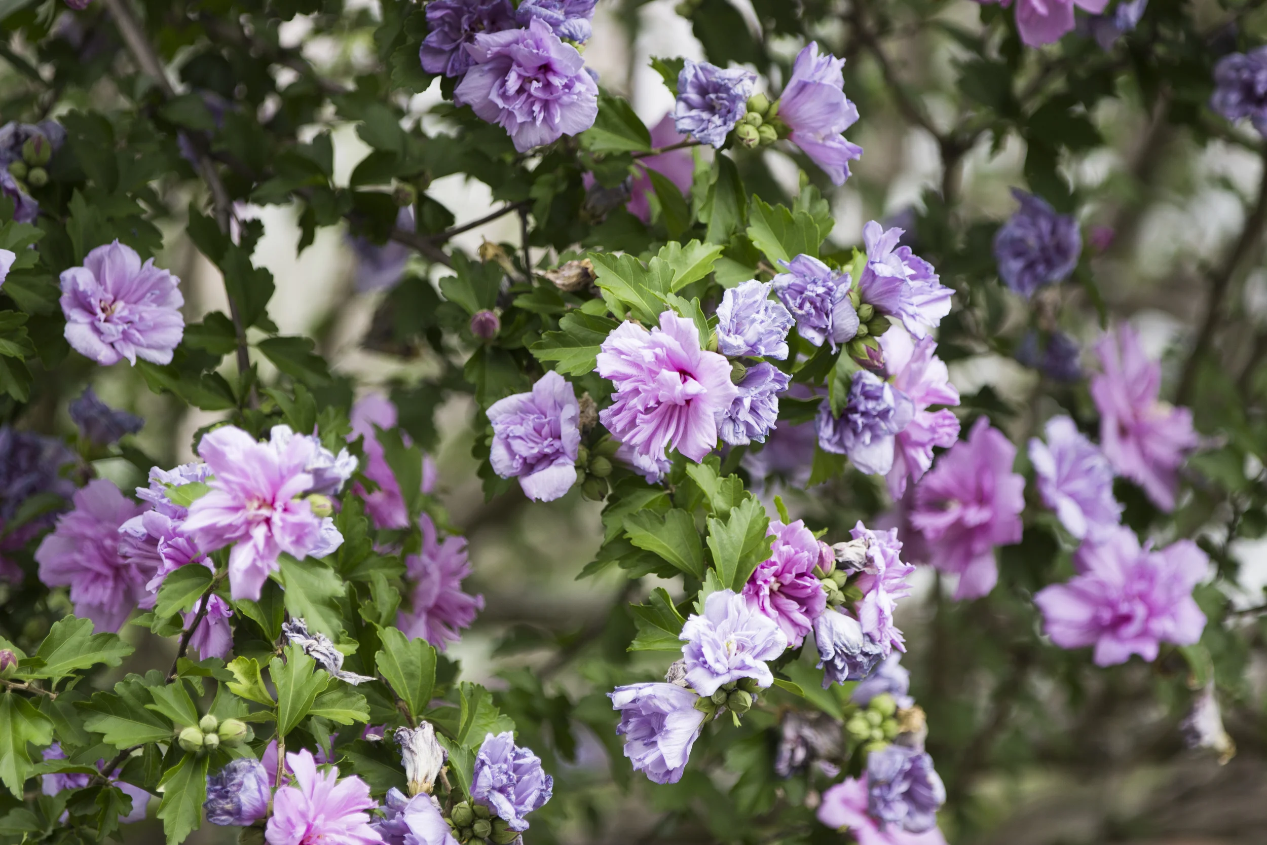 HG_Burling_Freelance_ALU_PlantPhotography1_11.jpg