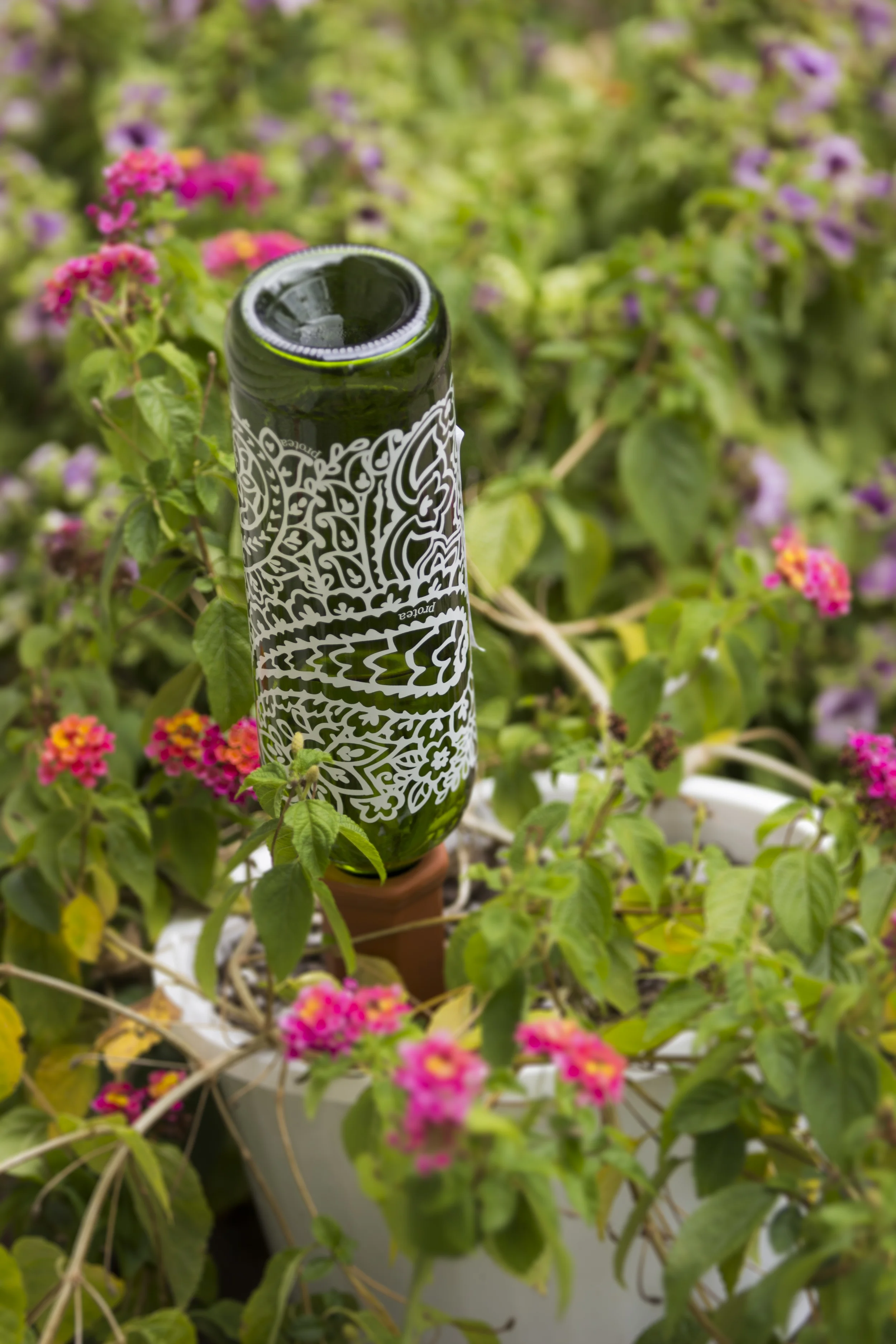HG_Burling_Freelance_ALU_PlantPhotography1_8.jpg