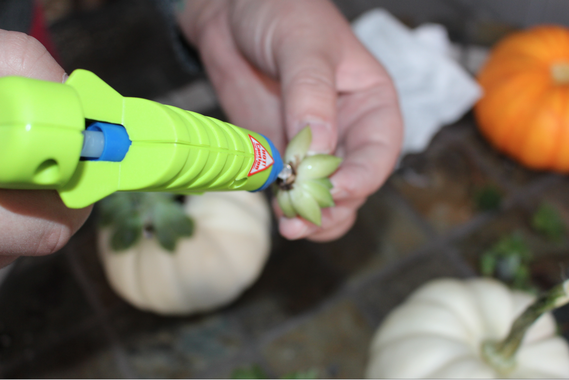 Gluing succulents to pumpkins.