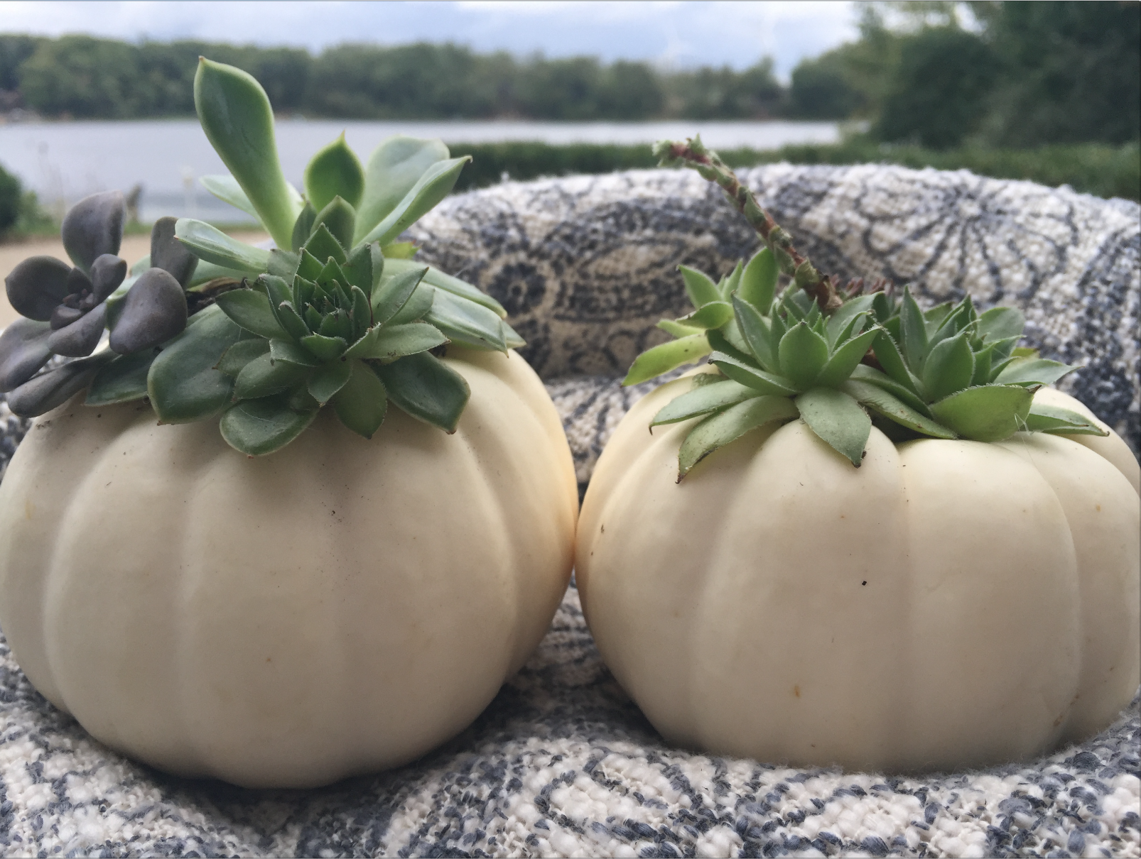 Pumpkins + Succulents = Happiness