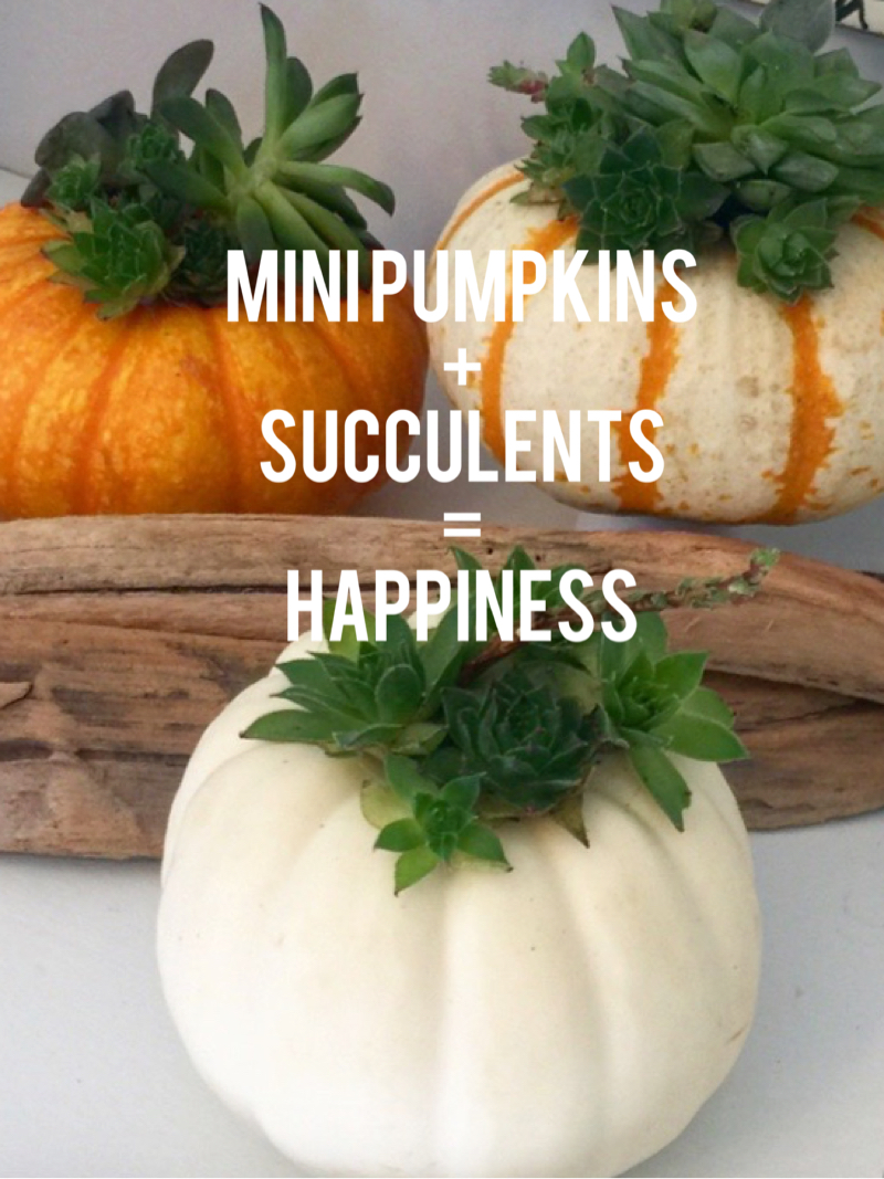 Mini Pumpkins and Succulents