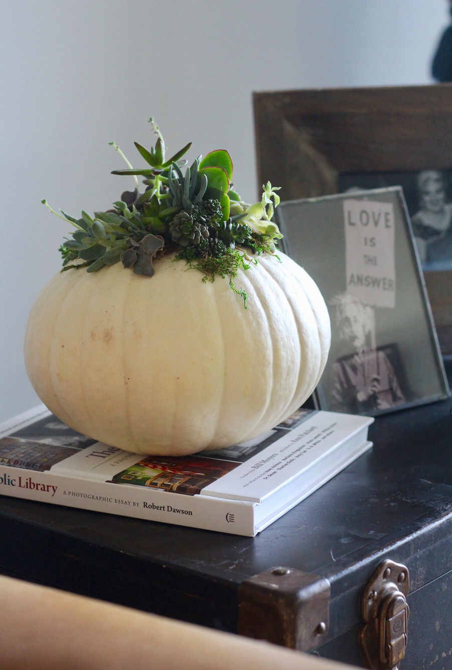 White Pumpkin and succulents