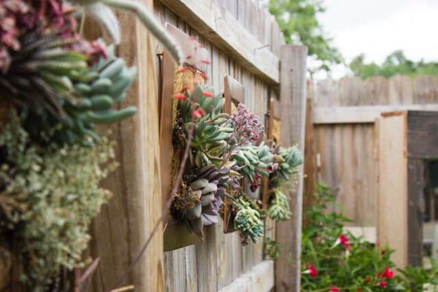 Close up view of succulents