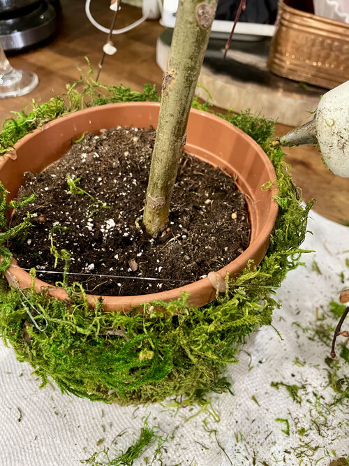Hot gluing moss to a plant to add a touch of Spring.