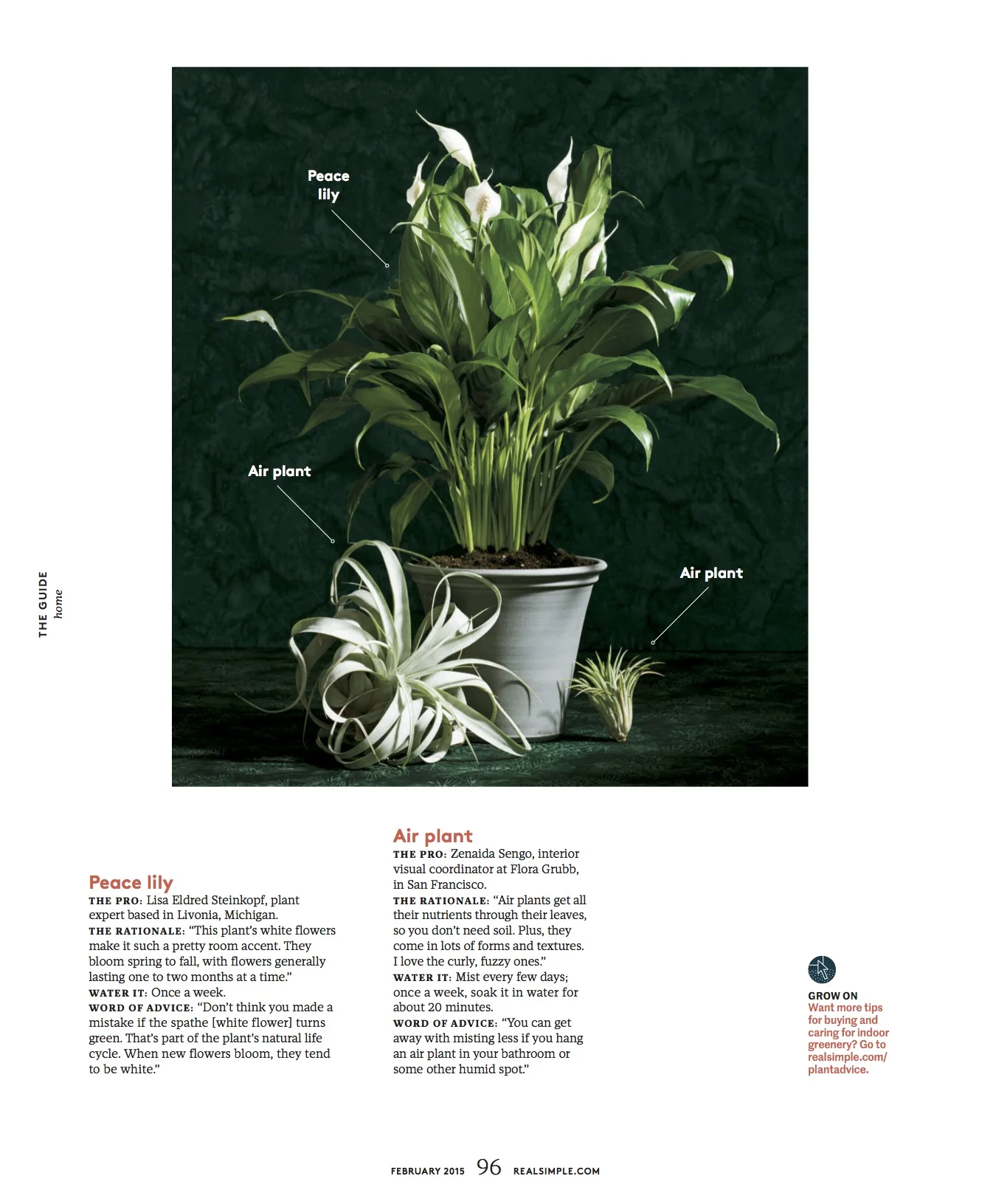 plants 3.jpg