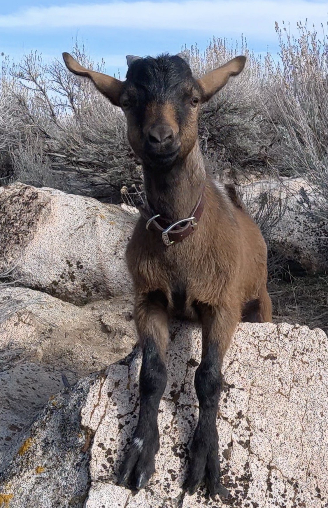 A Little Miracle Named Dobby: When Hope Seemed Lost on the Ranch