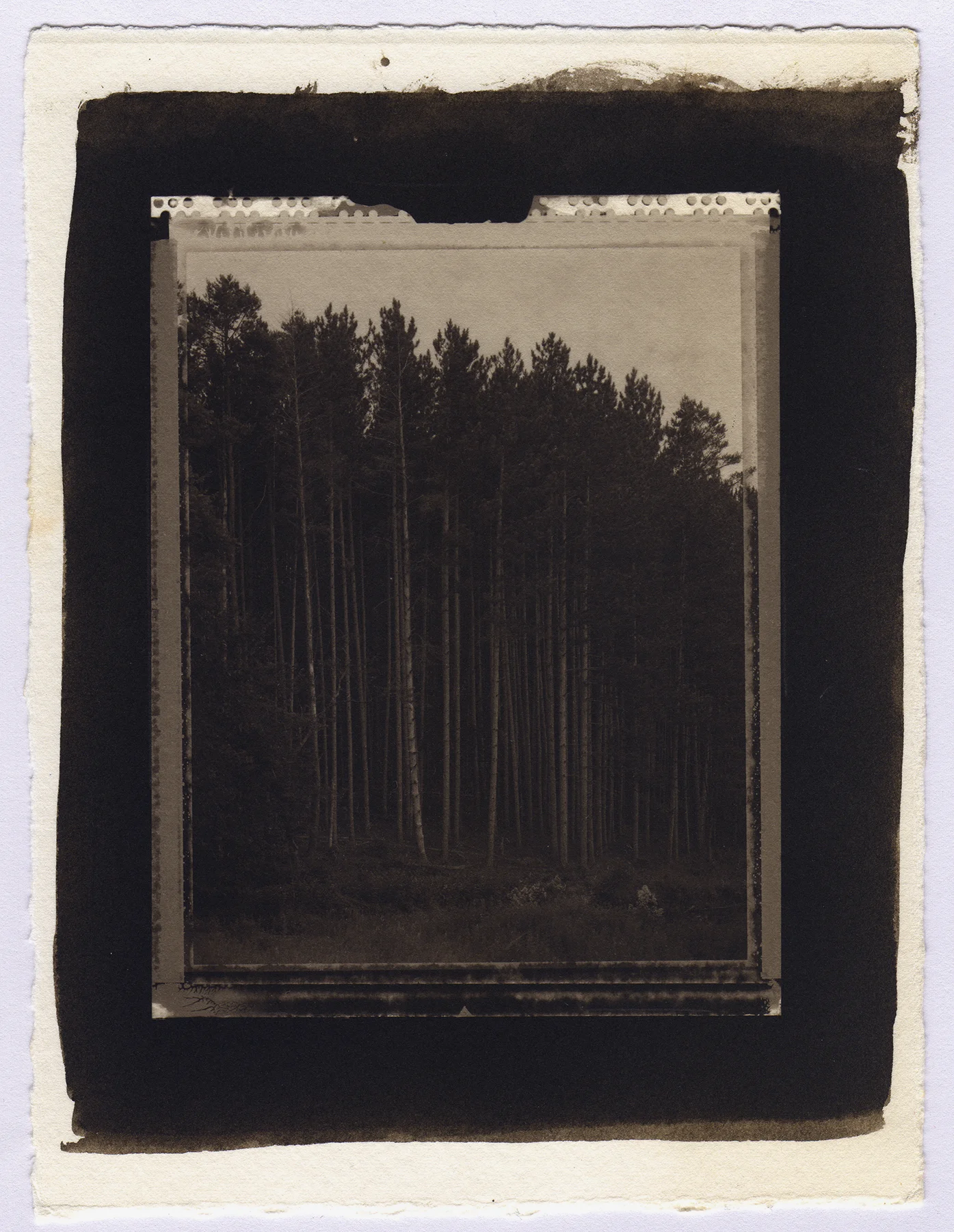 “Tall Pines, Delaware Water Gap, 2004” Platinum print from 4X5 Polaroid Type 55 negative on Arches watercolor paper