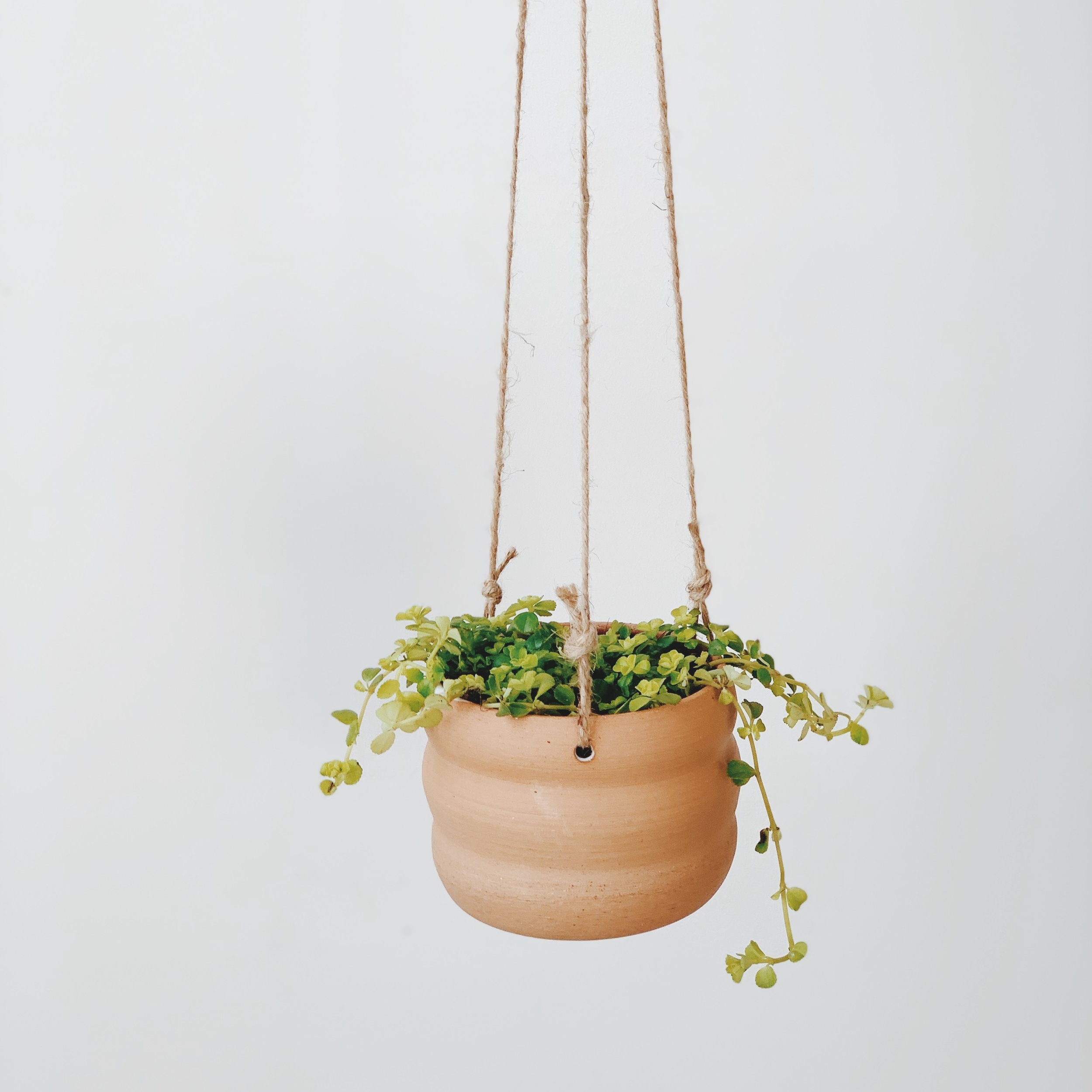 squiggle hanging planter