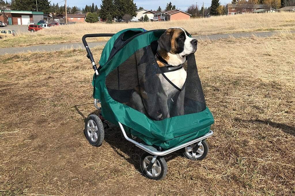 big-dogger-stroller-lifestyle-1_1024x1024.jpg