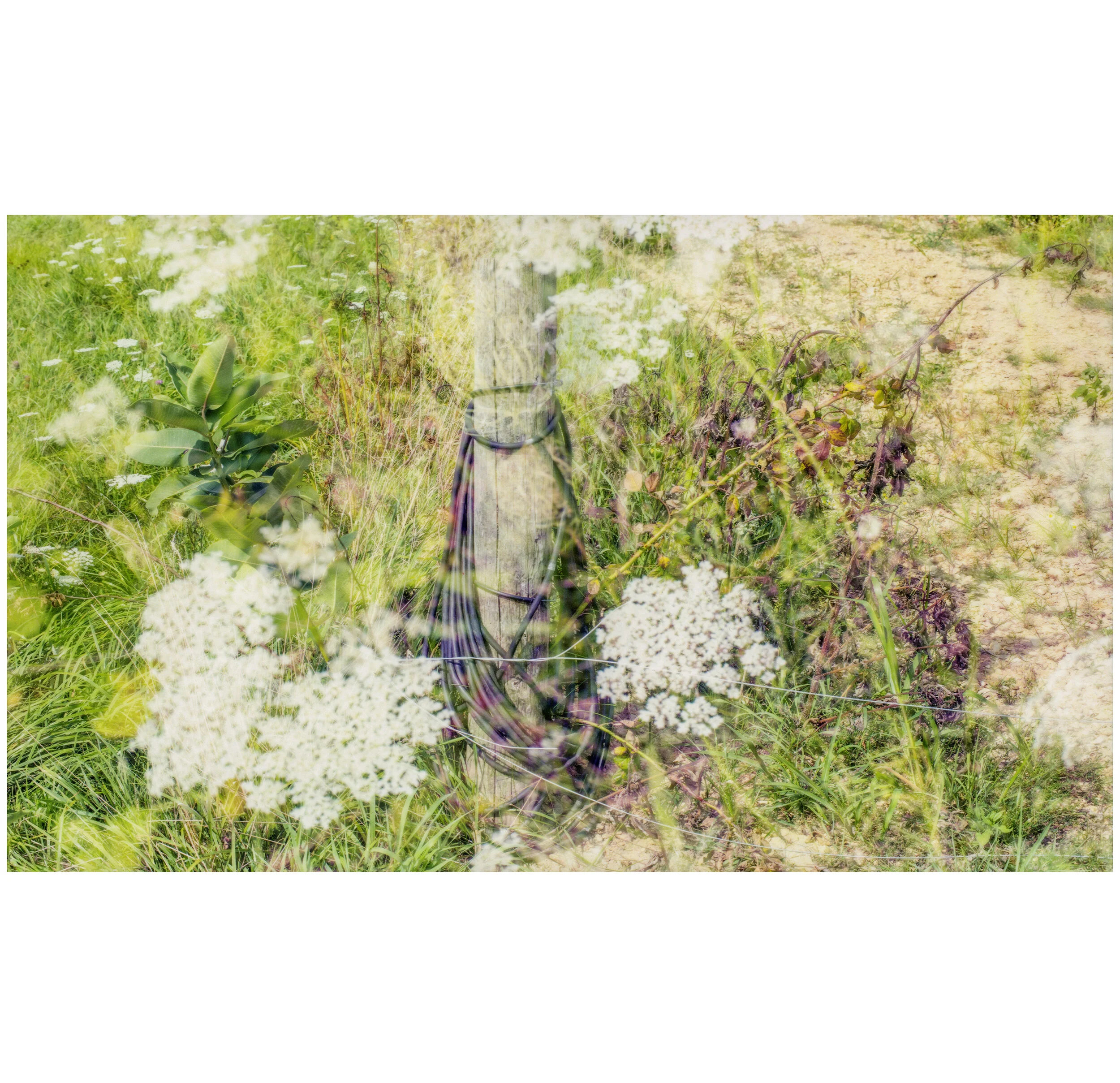 watered.jpg