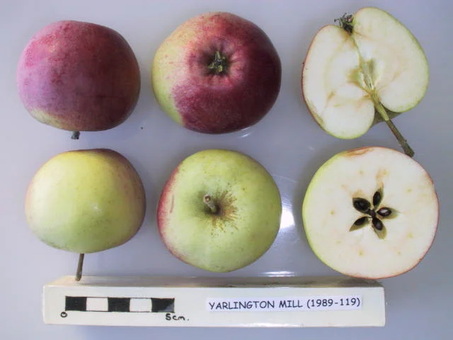 Yarlington Mill is a high quality English cider apple that produces a sweet to bittersweet juice for cider making. Produces a medium bittersweet cider. Picture credit: UK National Fruit Collection. Contains public sector information licensed under the Open Government Licence v2.0.