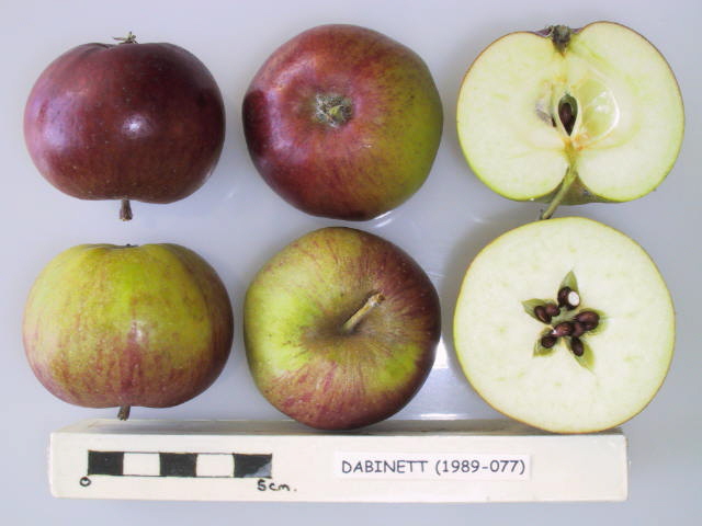 Dabinett is a very high quality English cider variety that provides a bittersweet juice for cider making. Produces a soft, full-bodied, high quality cider. Picture credit: UK National Fruit Collection. Contains public sector information licensed under the Open Government Licence v2.0.