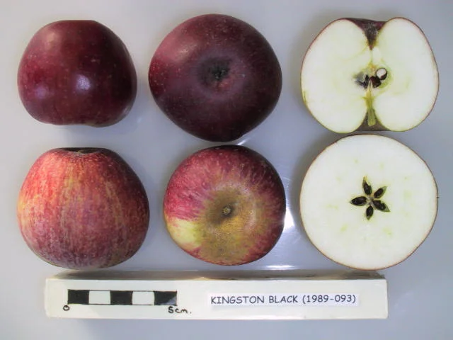 Kingston Black is an important English cider apple variety, producing a bittersharp juice. Used to produce a full bodied, excellent quality cider with a distinctive flavour. Picture credit: UK National Fruit Collection. Contains public sector information licensed under the Open Government Licence v2.0.